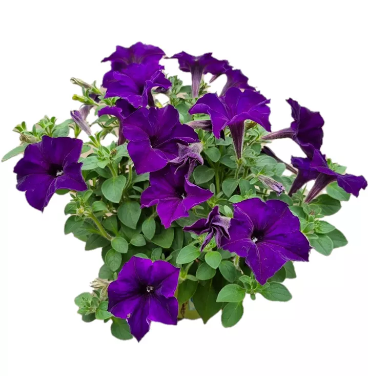 Petunie 'Surprise Cobalt Blue'