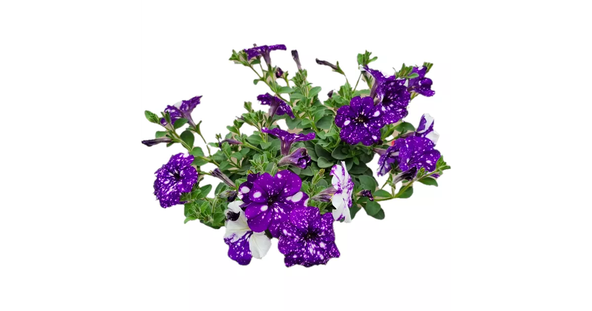 Petunia 'NightSky', Petunie 'NightSky', Pflanzen Online und vor Ort  kaufen - 1A Garten Ammer