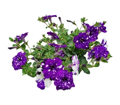 Petunia 'NightSky'®