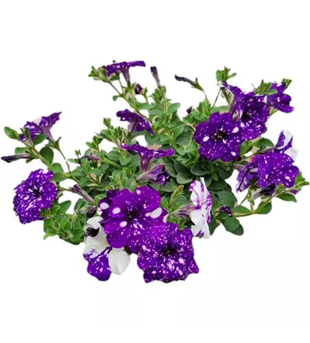 Petunia 'NightSky'®