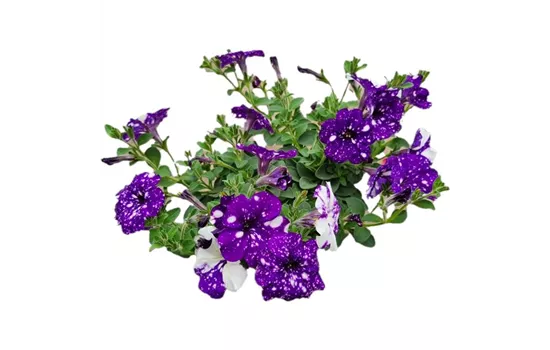 Petunia 'NightSky'®