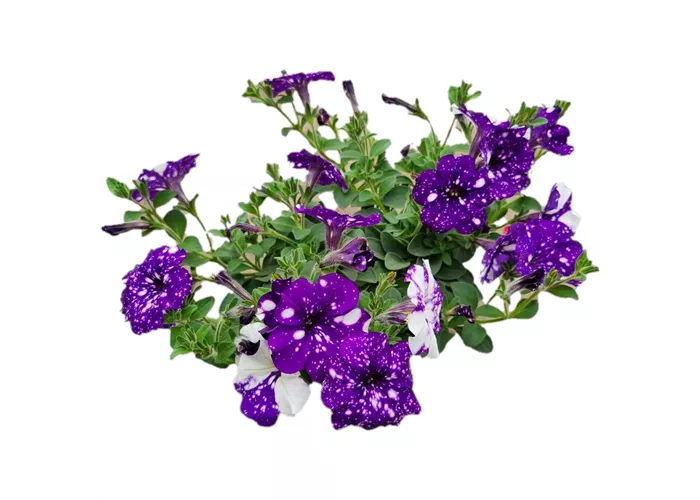Petunia 'NightSky'®