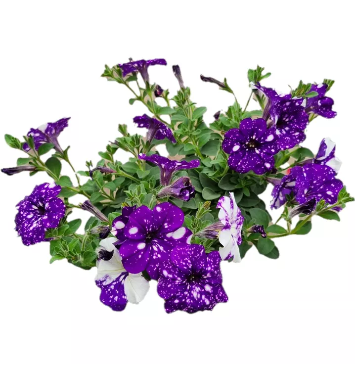 Petunie 'NightSky'®