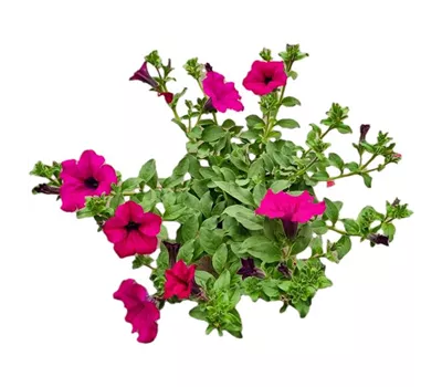 Petunia 'Surfinia Purple'