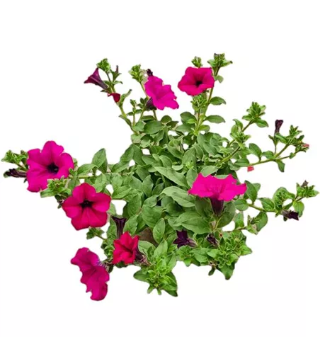 Petunia 'Surfinia Purple'