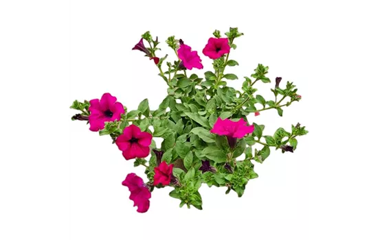Petunia 'Surfinia Purple'