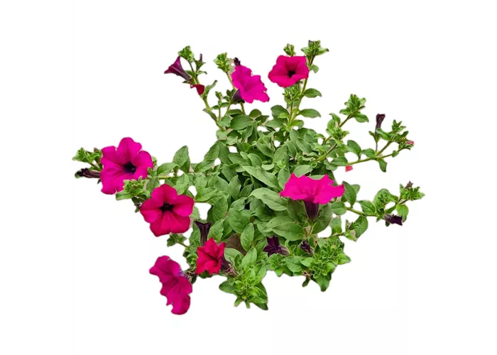Petunia 'Surfinia Purple'