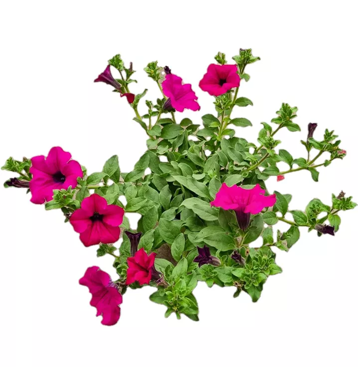 Petunie 'Surfinia Purple'