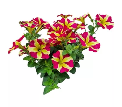 Petunia 'Amore™ Queen of Hearts'