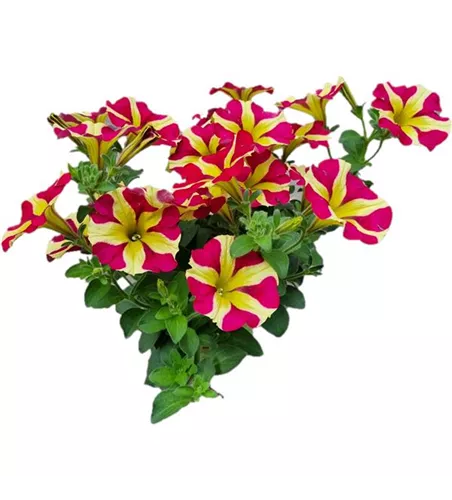 Petunia 'Amore™ Queen of Hearts'