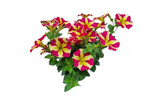 Petunia 'Amore™ Queen of Hearts'