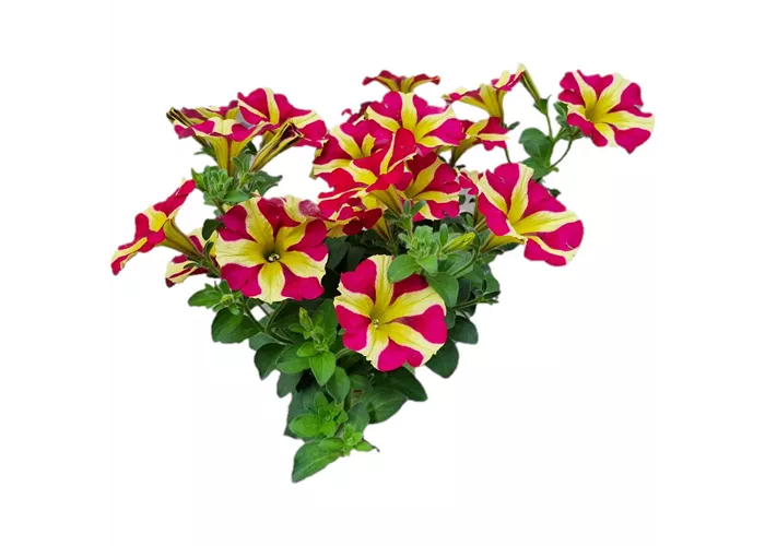 Petunia 'Amore™ Queen of Hearts'