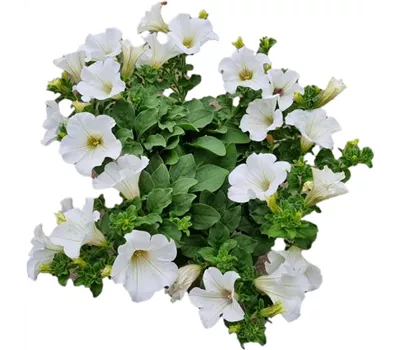 Petunia 'Surfinia White'