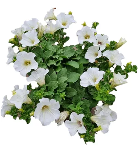 Petunia 'Surfinia White'
