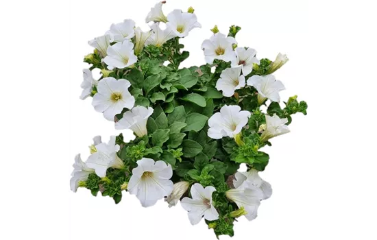 Petunia 'Surfinia White'