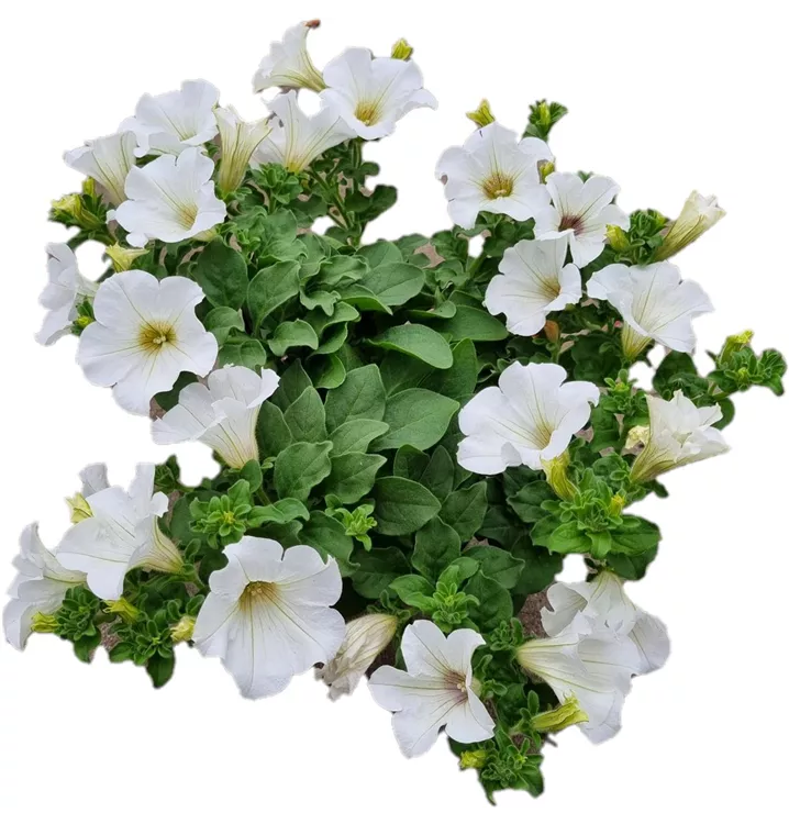 Petunie 'Surfinia White'