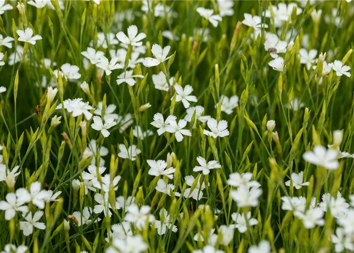 Dianthus deltoides 'Alba'