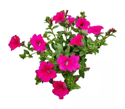 Petunia SURFINIA™ 'Hot Pink 05'