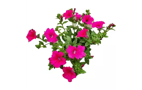 Petunia SURFINIA™ 'Hot Pink 05'