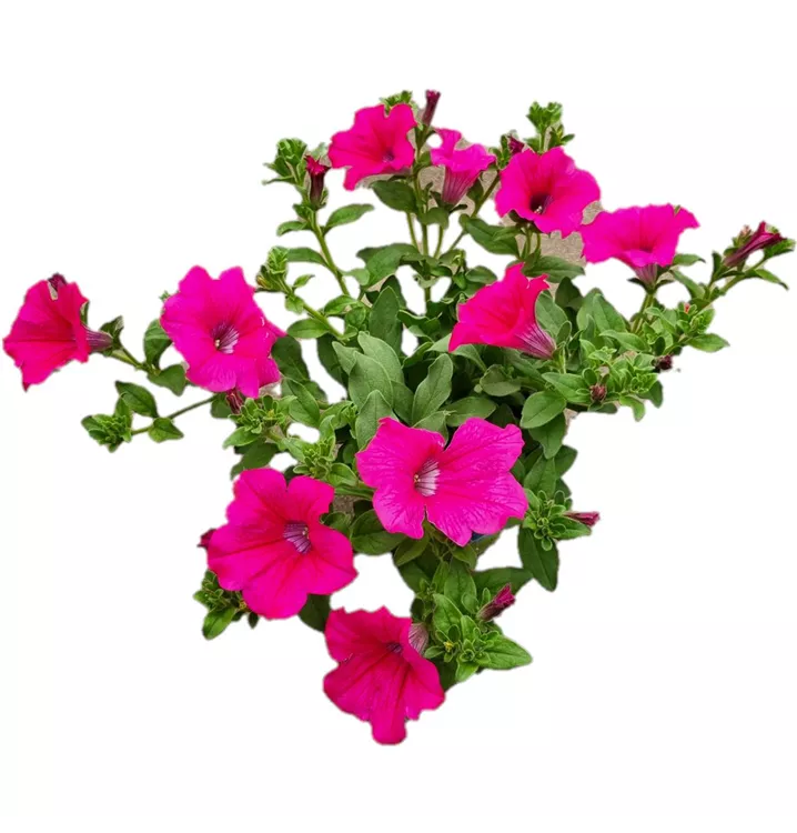Petunie SURFINIA™ 'Hot Pink 05'