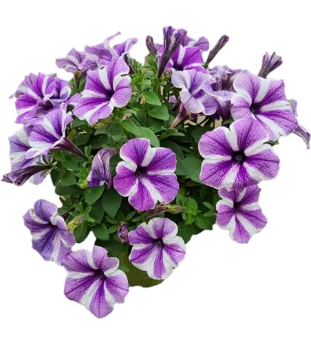 Petunia 'Sweetunia Starfish'