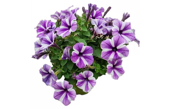 Petunia 'Sweetunia Starfish'