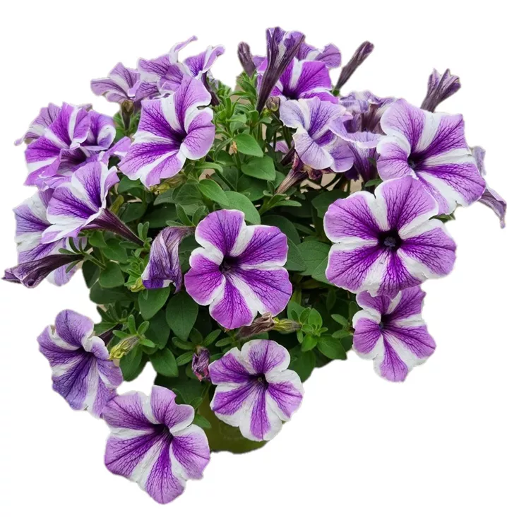 Petunie 'Sweetunia Starfish'