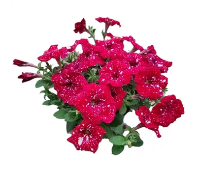Petunia 'Famous Cherry Sky'