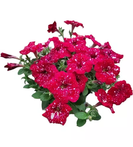 Petunia 'Famous Cherry Sky'