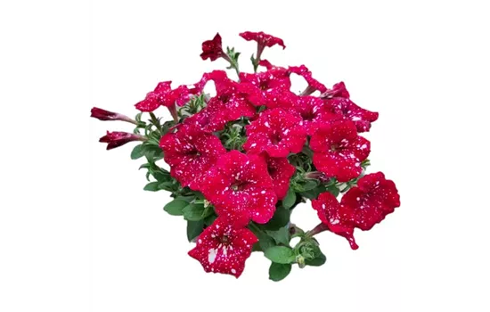 Petunia 'Famous Cherry Sky'