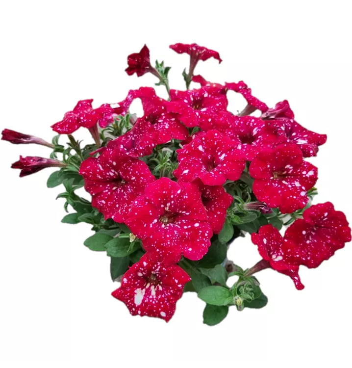Petunie 'Famous Cherry Sky'