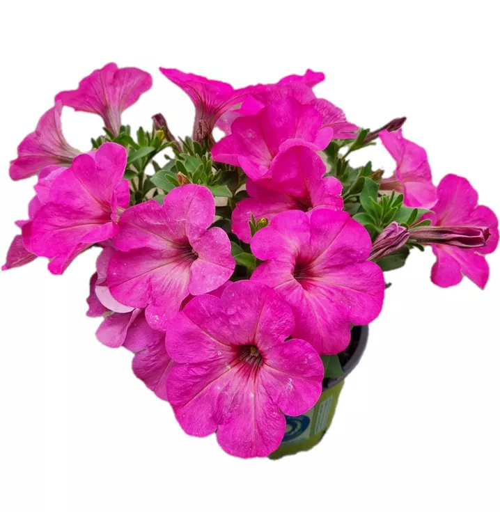 Petunie 'Sweetunia Pinkalicious'
