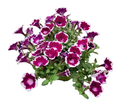 Petunia 'Fun House Painted Love Purple'