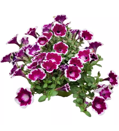 Petunia 'Fun House Painted Love Purple'