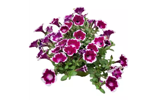 Petunia 'Fun House Painted Love Purple'