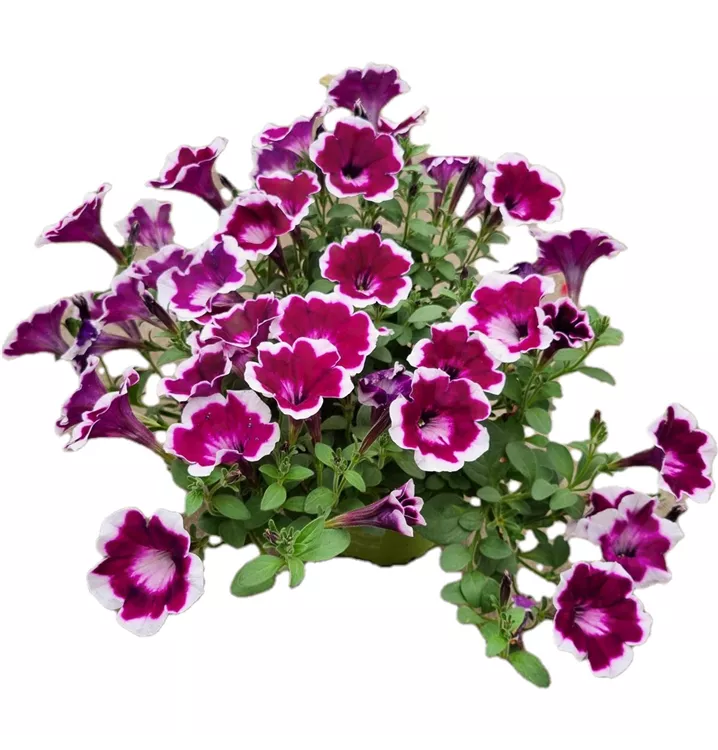 Petunie 'Fun House Painted Love Purple'