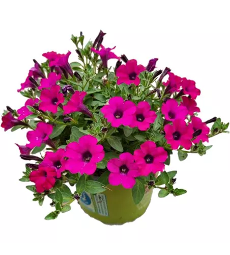 Petunia SURFINIA™ 'Itsy Magenta'