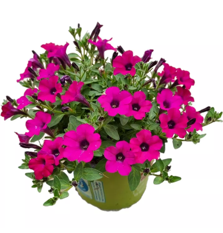 Petunie SURFINIA™ 'Itsy Magenta'