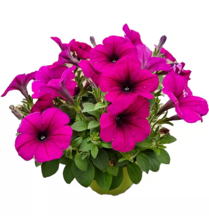 Petunie ´Sweetunia Purple´