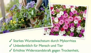 Bildvorschau