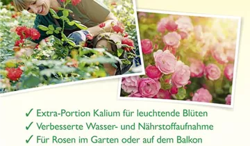 Bildvorschau