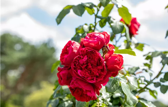 Rosen pflegen – So bleibt die Königin im Garten gesund und hübsch