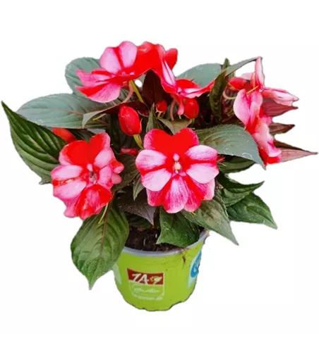 Impatiens neuguinea 'ColorPower® White Red Flame´