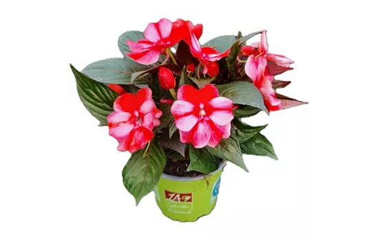 Impatiens neuguinea 'ColorPower® White Red Flame´