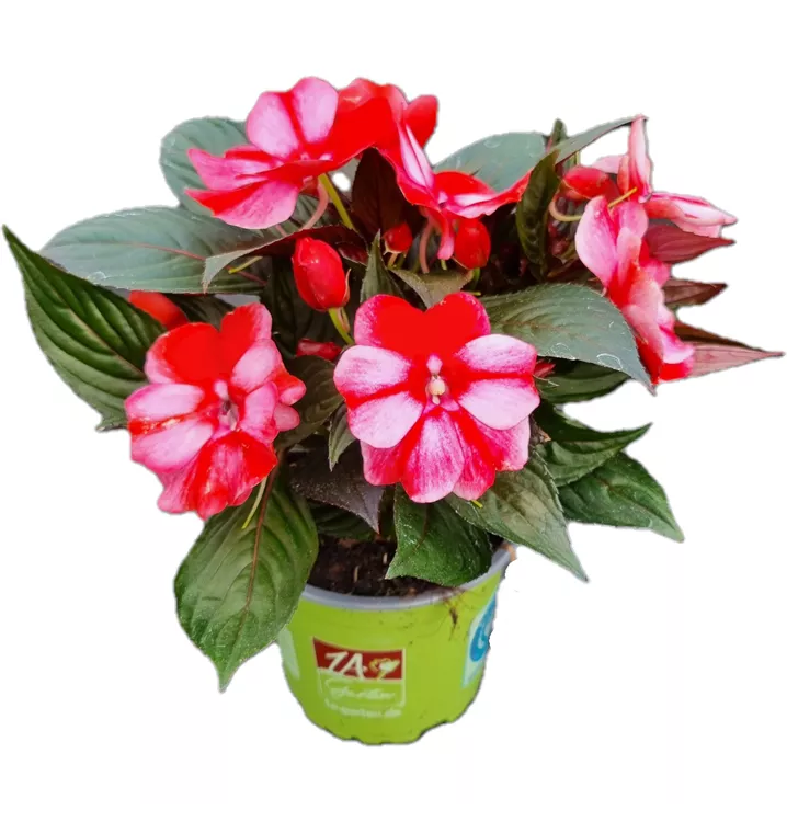 Sonnenlieschen 'ColorPower® White Red Flame'