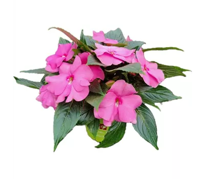 Impatiens neuguinea 'sel® ColorPower® Pink'