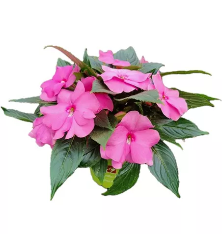 Impatiens neuguinea 'sel® ColorPower® Pink'