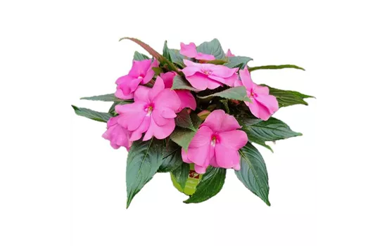Impatiens neuguinea 'sel® ColorPower® Pink'