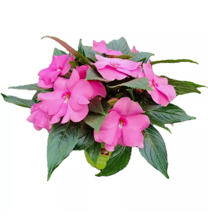Sonnenlieschen 'sel® ColorPower® Pink'