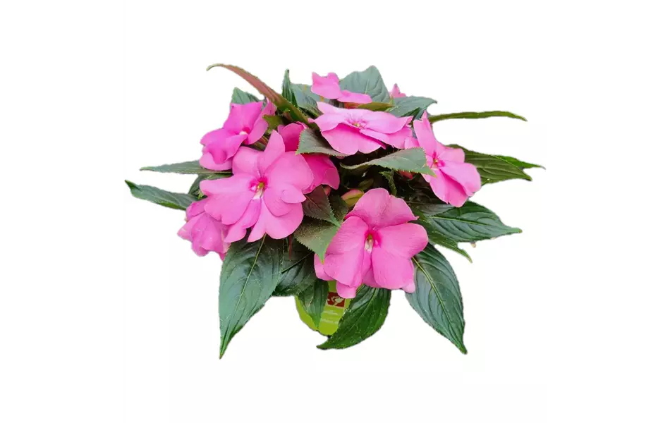 Impatiens neuguinea 'sel® ColorPower® Pink'